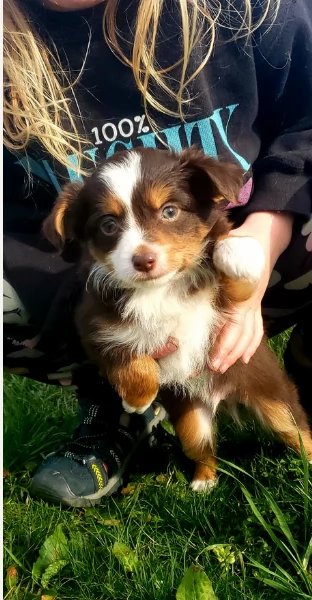  fantastici cuccioli di Australian Shepherd per ladozione | Foto 3