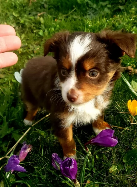  fantastici cuccioli di Australian Shepherd per ladozione | Foto 2