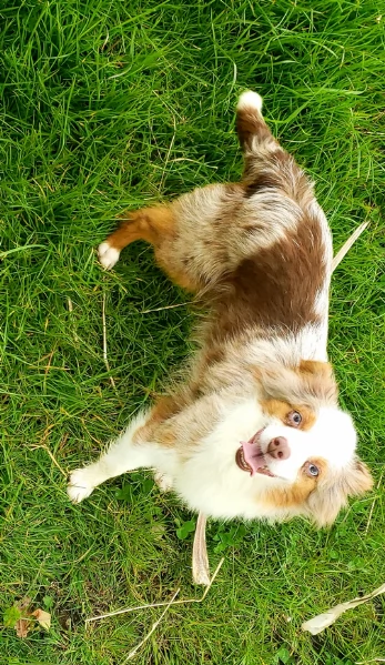  fantastici cuccioli di Australian Shepherd per ladozione | Foto 1