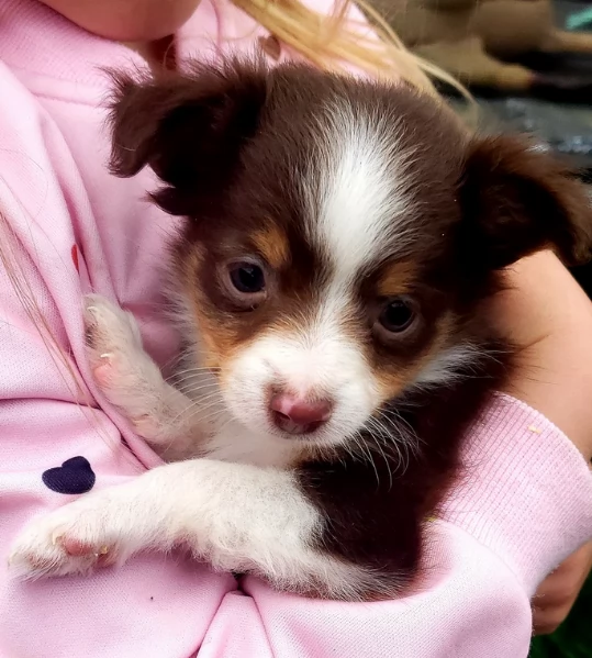  fantastici cuccioli di Australian Shepherd per ladozione | Foto 2