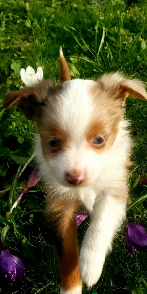  fantastici cuccioli di Australian Shepherd per ladozione | Foto 4