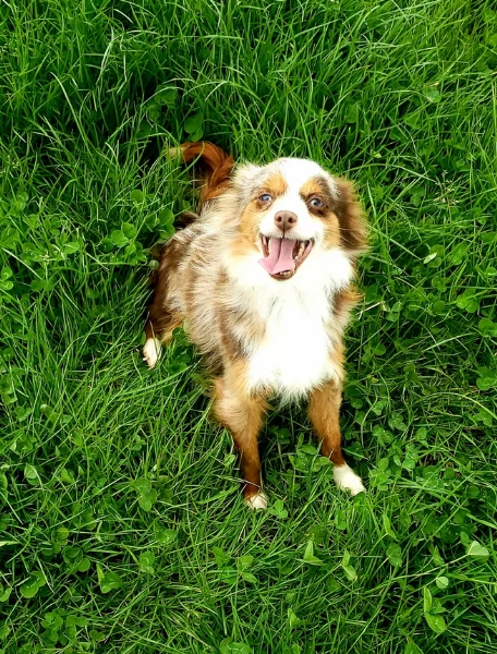  fantastici cuccioli di Australian Shepherd per ladozione | Foto 4