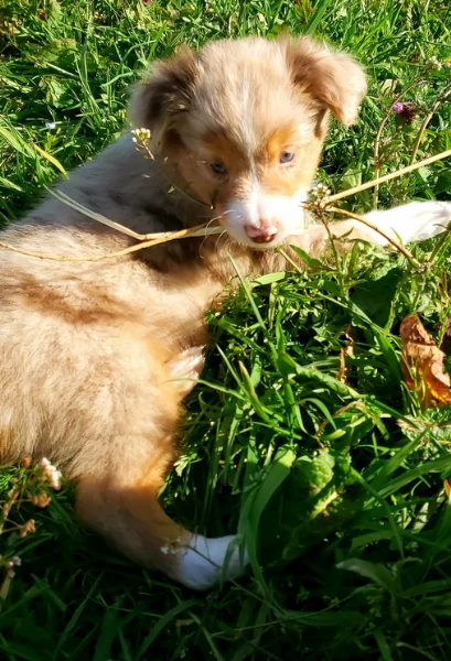 fantastici cuccioli di Australian Shepherd per ladozione | Foto 3