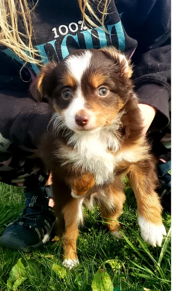  fantastici cuccioli di Australian Shepherd per ladozione | Foto 4