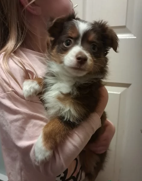  fantastici cuccioli di Australian Shepherd per ladozione | Foto 3