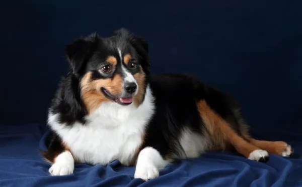  fantastici cuccioli di Australian Shepherd per ladozione | Foto 0
