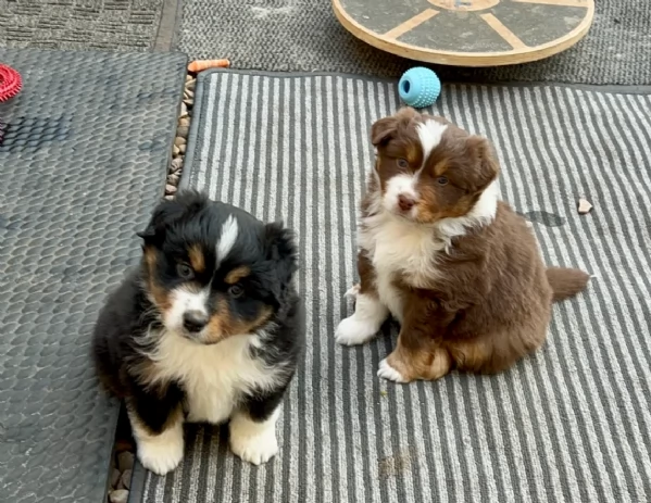 fantastici cuccioli di Australian Shepherd per ladozione