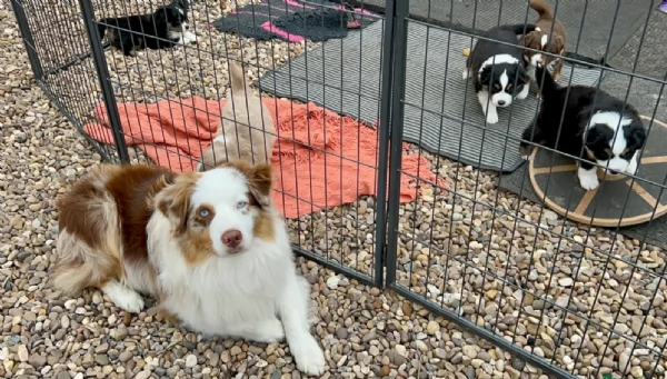  fantastici cuccioli di Australian Shepherd per ladozione | Foto 0
