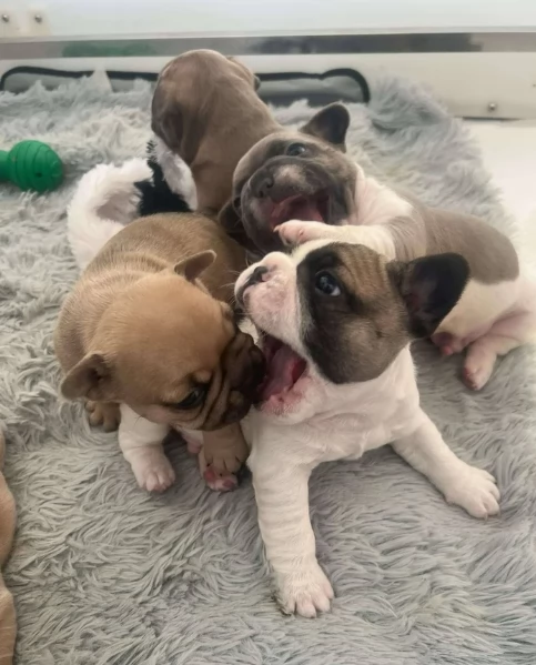 fantastici cuccioli di bouledogue per ladozione | Foto 3