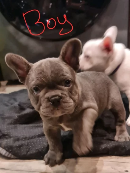 fantastici cuccioli di bouledogue per ladozione | Foto 2