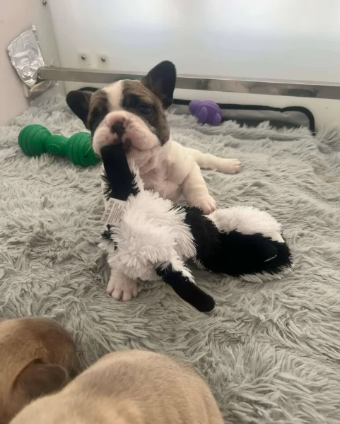 fantastici cuccioli di bouledogue per ladozione | Foto 1
