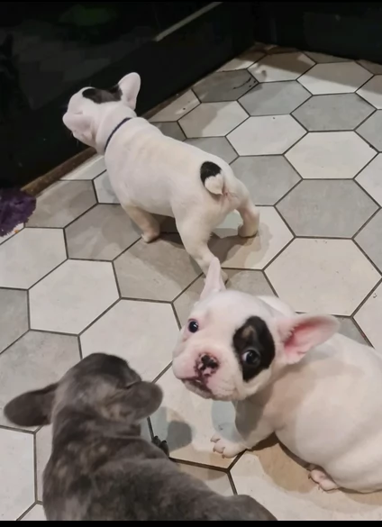 fantastici cuccioli di bouledogue per ladozione | Foto 0
