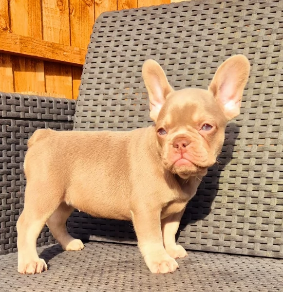fantastici cuccioli di bouledogue per ladozione | Foto 1