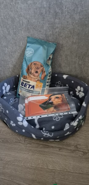fantastici cuccioli di bouledogue per ladozione