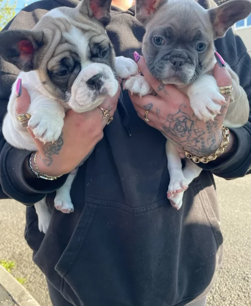 fantastici cuccioli di bouledogue per ladozione