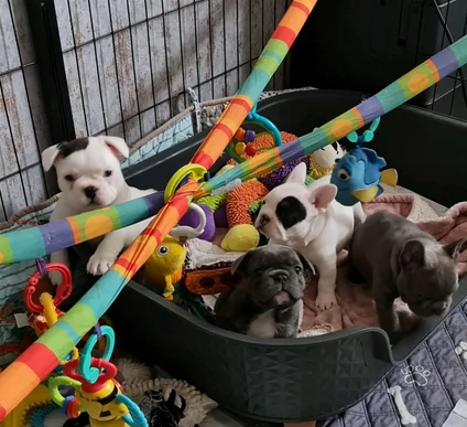 fantastici cuccioli di bouledogue per ladozione | Foto 0