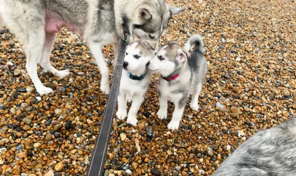 meraviglioso cuccioli di siberian husky per ladozione