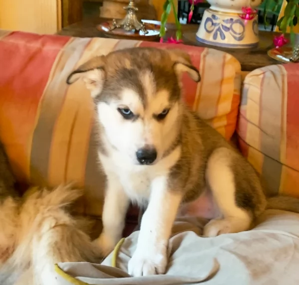 meraviglioso cuccioli di siberian husky per ladozione | Foto 5
