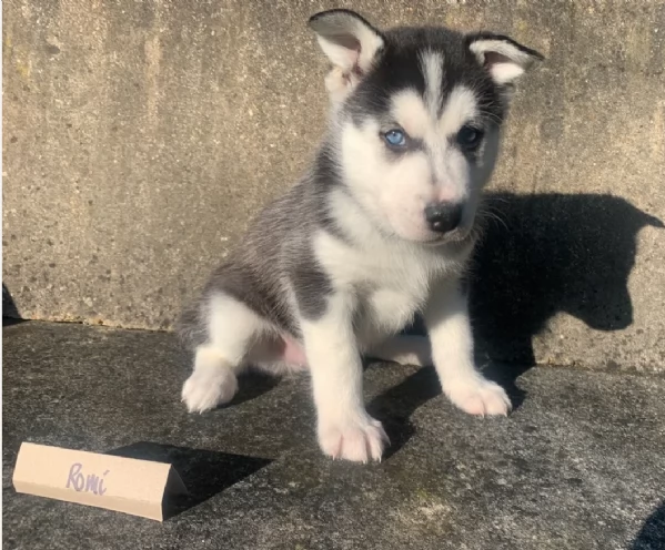 meraviglioso cuccioli di siberian husky per ladozione | Foto 0