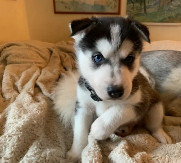 meraviglioso cuccioli di siberian husky per ladozione | Foto 2