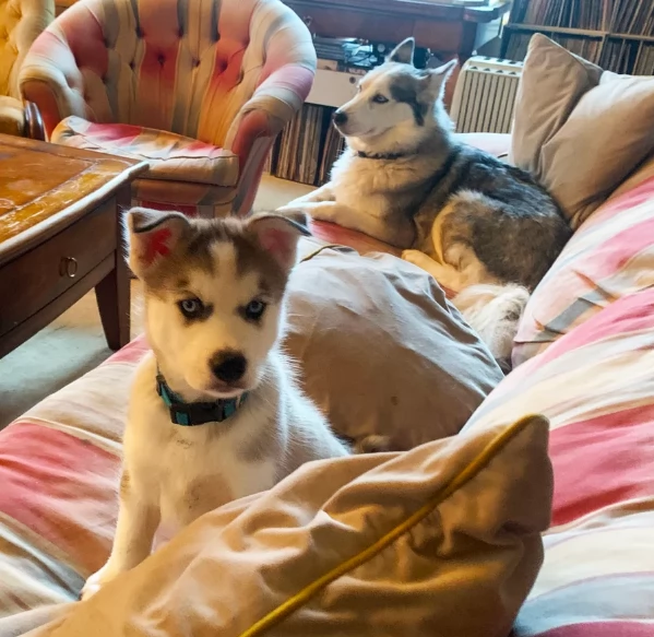 meraviglioso cuccioli di siberian husky per ladozione | Foto 3