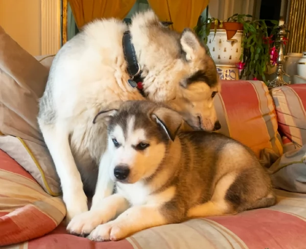 meraviglioso cuccioli di siberian husky per ladozione | Foto 2