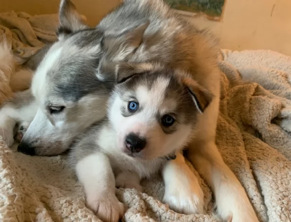 meraviglioso cuccioli di siberian husky per ladozione | Foto 6