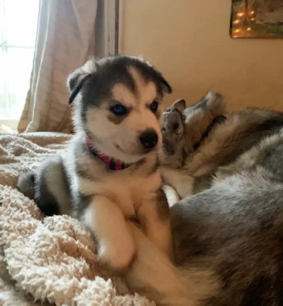 meraviglioso cuccioli di siberian husky per ladozione | Foto 4