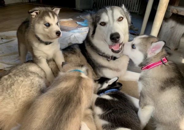 meraviglioso cuccioli di siberian husky per ladozione | Foto 0