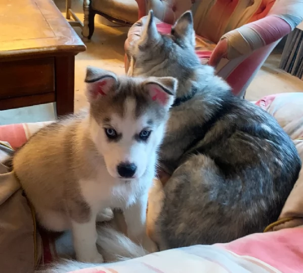 meraviglioso cuccioli di siberian husky per ladozione | Foto 4