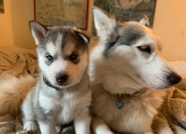 meraviglioso cuccioli di siberian husky per ladozione | Foto 0