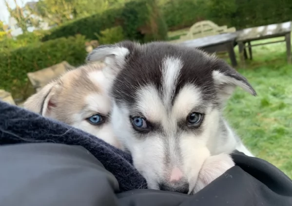 meraviglioso cuccioli di siberian husky per ladozione | Foto 0