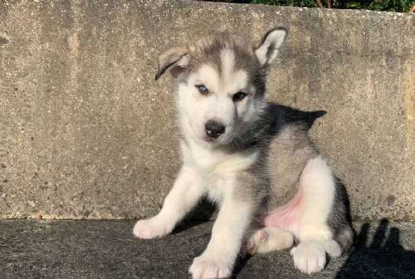 meraviglioso cuccioli di siberian husky per ladozione | Foto 2