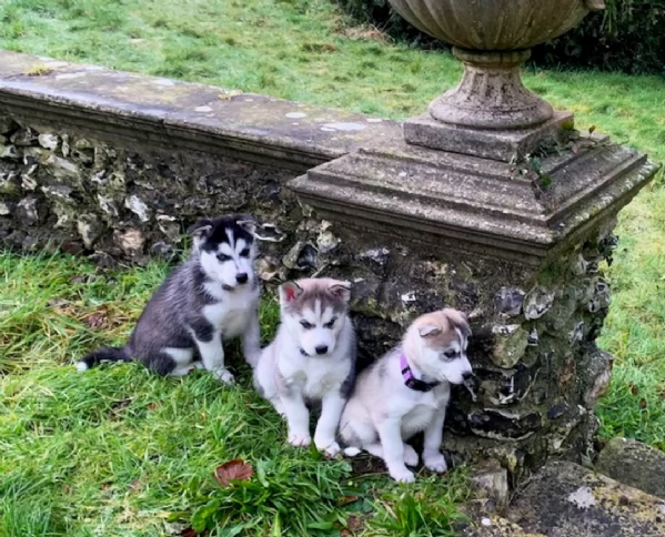 meraviglioso cuccioli di siberian husky per ladozione | Foto 1
