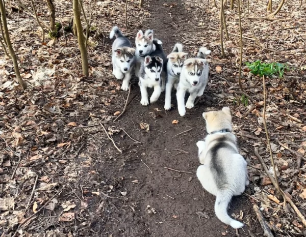 meraviglioso cuccioli di siberian husky per ladozione | Foto 3