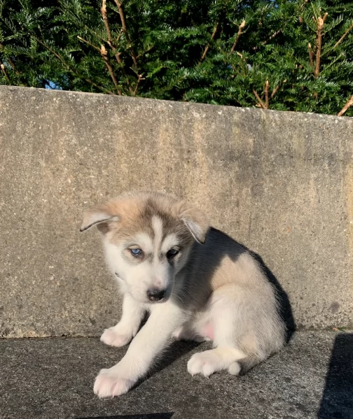 meraviglioso cuccioli di siberian husky per ladozione | Foto 2