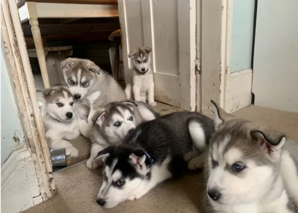 meraviglioso cuccioli di siberian husky per ladozione | Foto 0