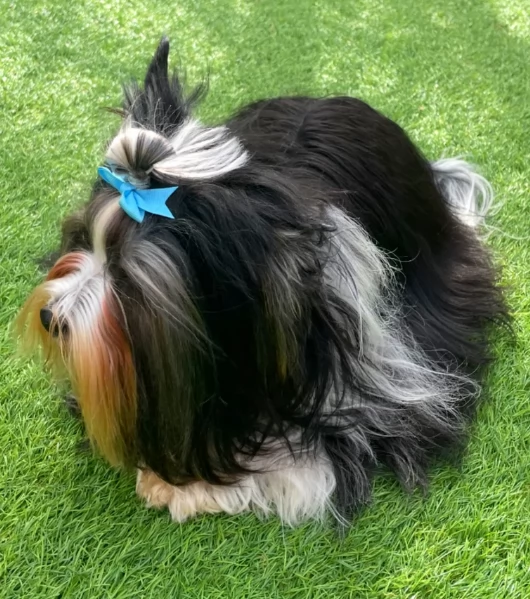 Biewer Yorkshire Terriers toy picolo razza per adozione regalo