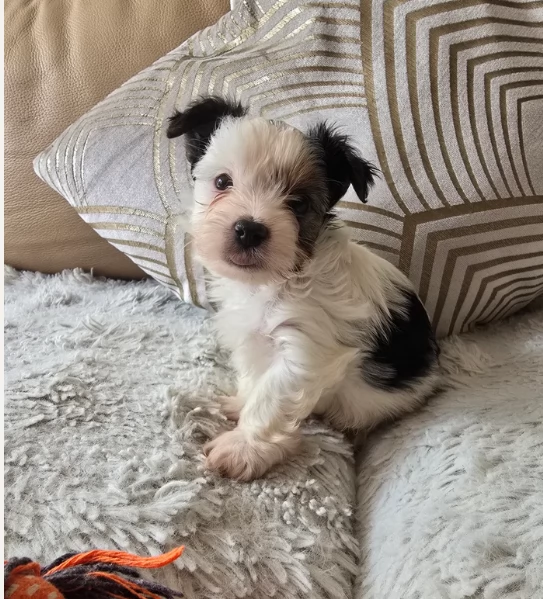 Biewer Yorkshire Terriers toy picolo razza per adozione regalo | Foto 3