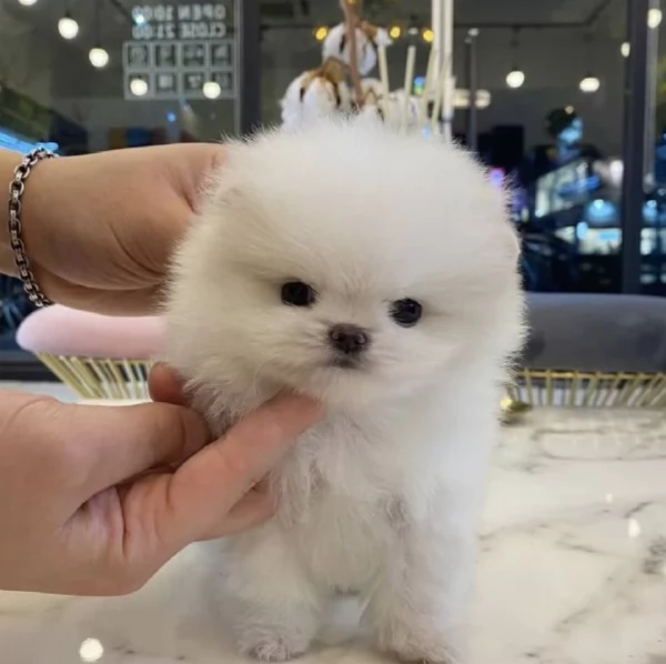 per adozione regalo Volpino Pomerania toy picolo razza | Foto 6