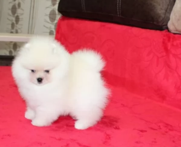 per adozione regalo Volpino Pomerania toy picolo razza | Foto 5