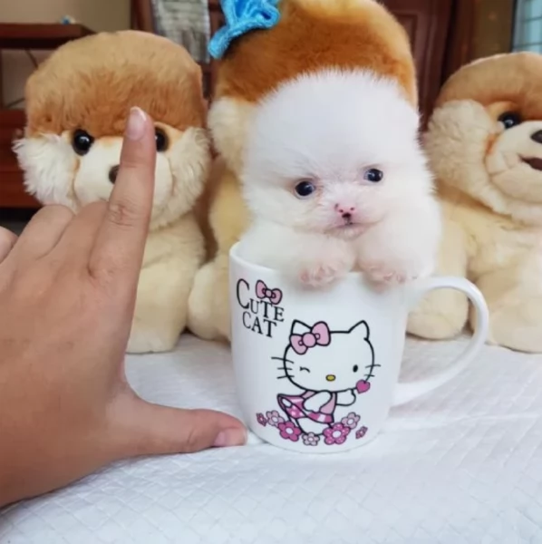 per adozione regalo Volpino Pomerania toy picolo razza | Foto 3