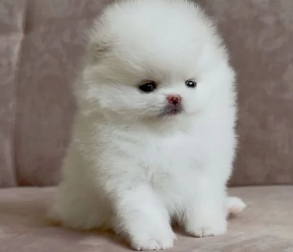 per adozione regalo Volpino Pomerania toy picolo razza