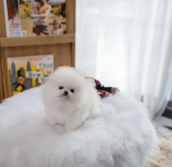 per adozione regalo Volpino Pomerania toy picolo razza | Foto 0