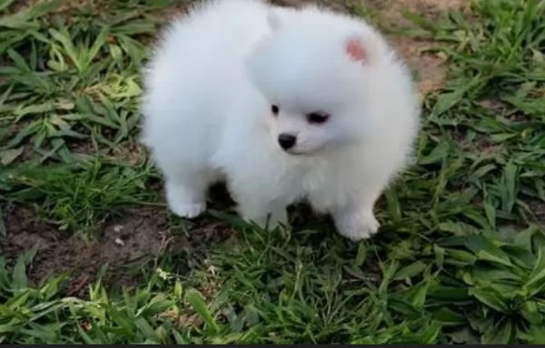 per adozione regalo Volpino Pomerania toy picolo razza | Foto 2