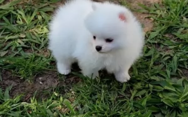 per adozione regalo Volpino Pomerania toy picolo razza | Foto 1