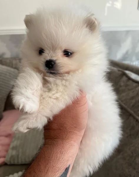 per adozione regalo Volpino Pomerania toy picolo razza | Foto 0