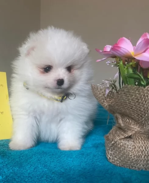 per adozione regalo Volpino Pomerania toy picolo razza | Foto 4