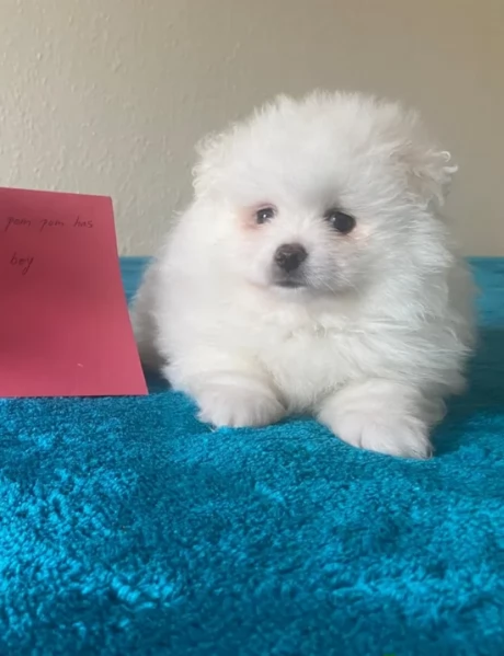 per adozione regalo Volpino Pomerania toy picolo razza | Foto 3