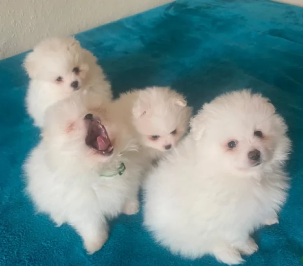 per adozione regalo Volpino Pomerania toy picolo razza | Foto 2
